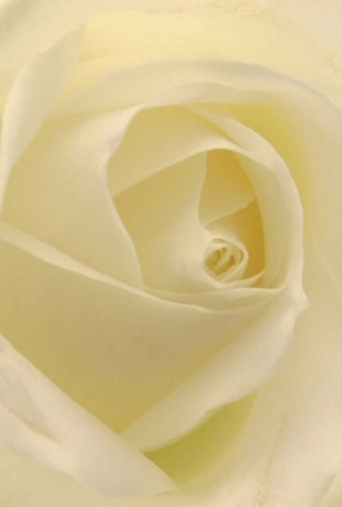 With a perspective that draws you right to the heart of the bloom, this classic cream-white rose reveals the delicate interplay of light and shadow so often seen in Sutton's own nature reserves and quiet residential gardens. Petal upon petal unfurls in perfect symmetry, their creamy surfaces bathed in gentle illumination that seems to radiate from within. The delicate structure of the rose, marked by a spiral core and soft, powdery texture, suggests purity and resilience-a meaningful choice for heartfelt apologies, romantic gestures, or commemorative arrangements at cherished local events. A faint sense of clean, comforting fragrance pervades the atmosphere, much like fresh blooms greeting you at the door of Florist Sutton. The artistry behind every detail, from nuanced colour gradients to natural, flowing structure, ensures the message conveyed is sincere, elegant, and perfectly in tune with Sutton's community values.